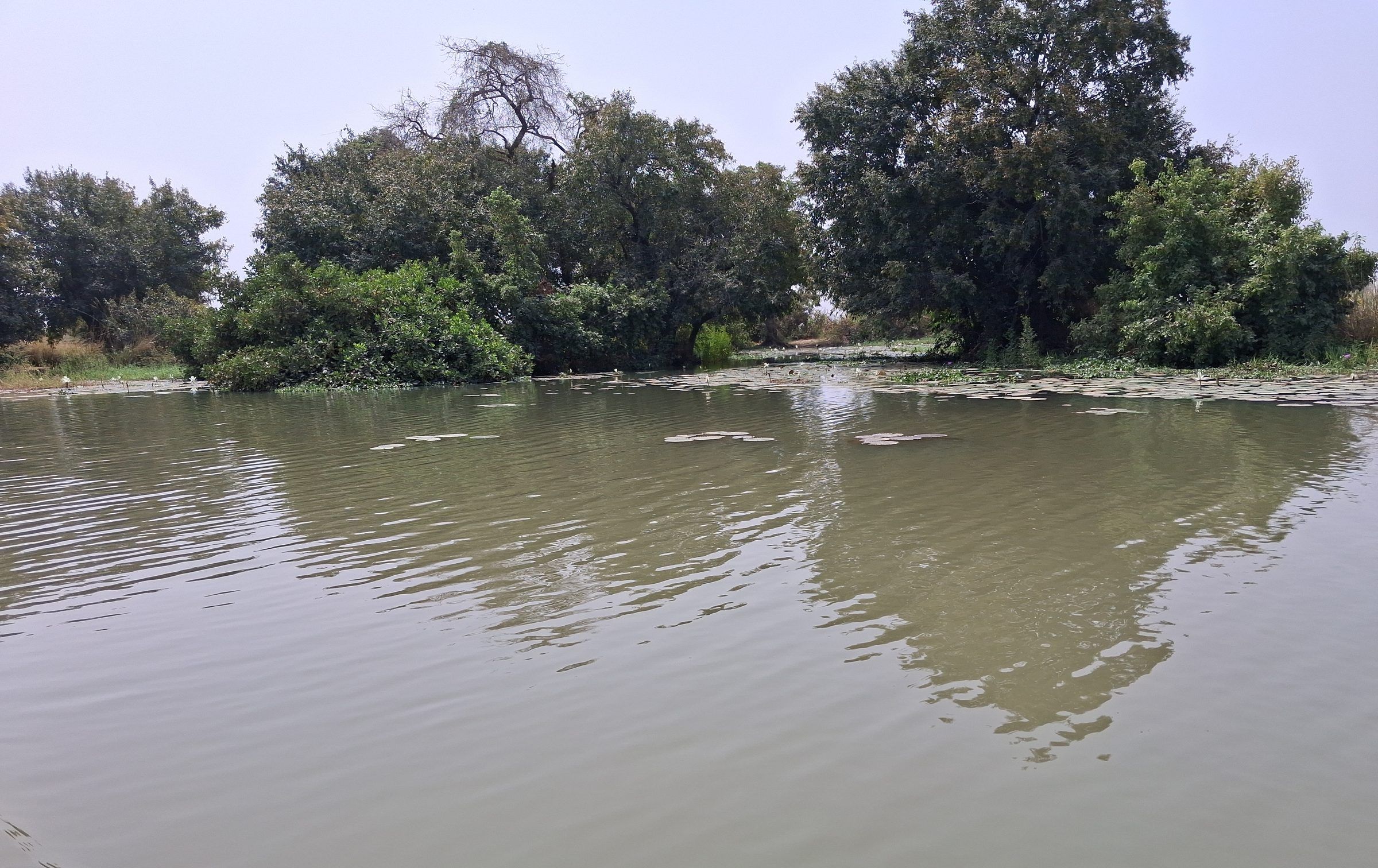 Eau brune et calme où se reflètent des arbres touffus qui bordent la rive opposée.