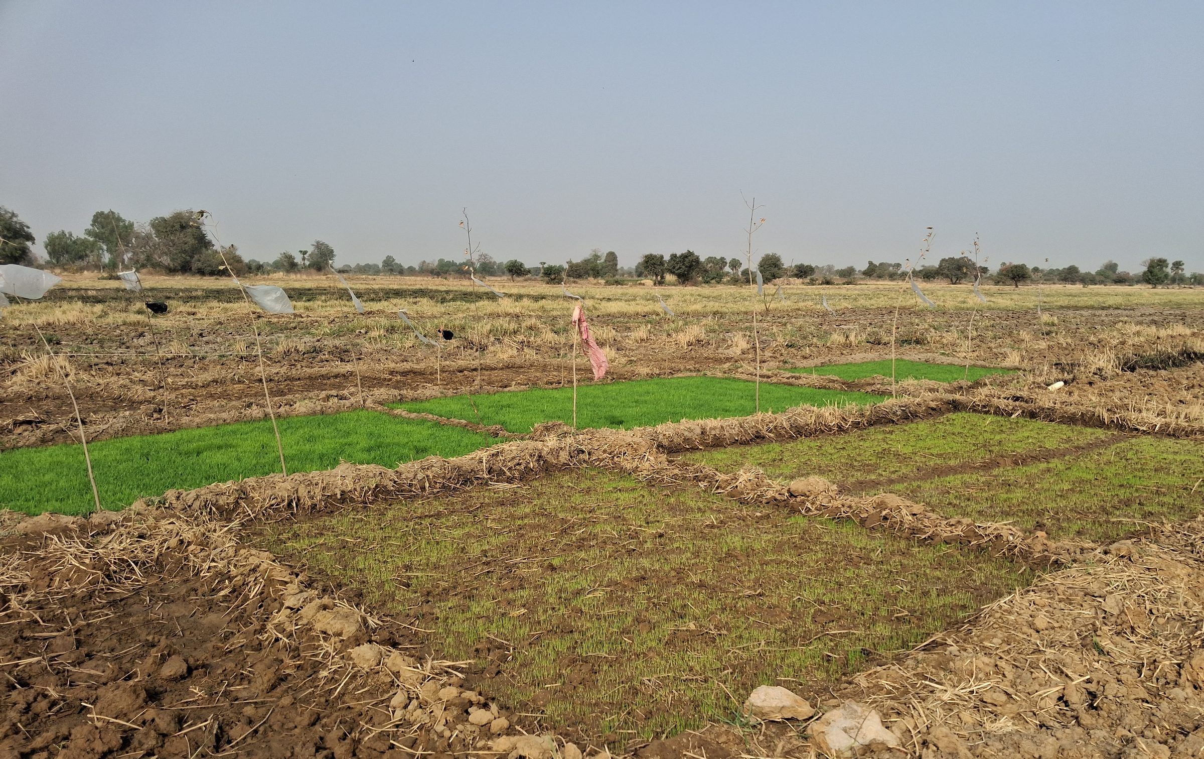 Petits casiers délimités par des diguettes de terre, certains couverts de jeunes plants verts.